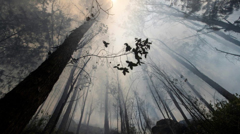 Los incendios forestales se extienden a siete departamentos de Colombia