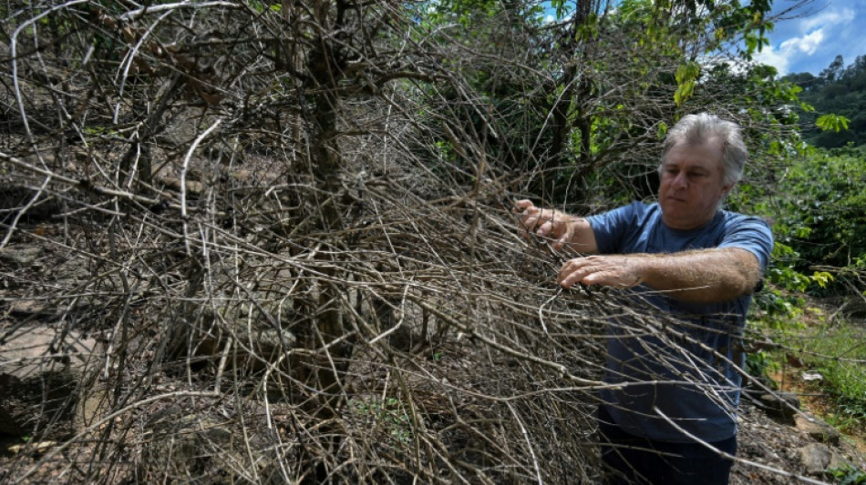 Brazil drought lights a fire under global coffee prices