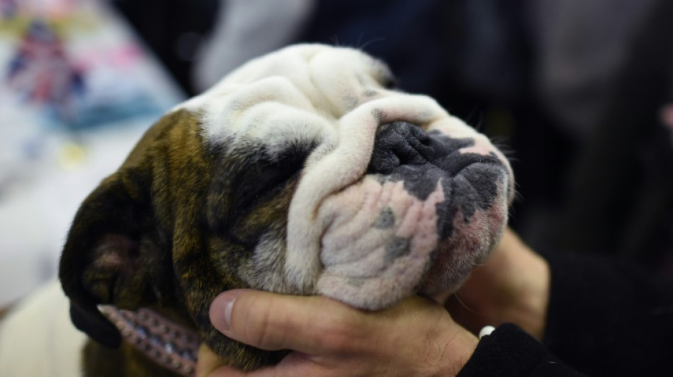 Aggressiver Hund verletzt in Nordrhein-Westfalen drei Menschen