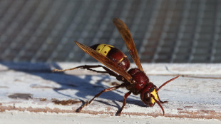 La vespa orientale è l'animale che regge meglio l'alcol