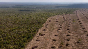 Le monde va "dans la mauvaise direction" pour arrêter la déforestation d'ici 2030