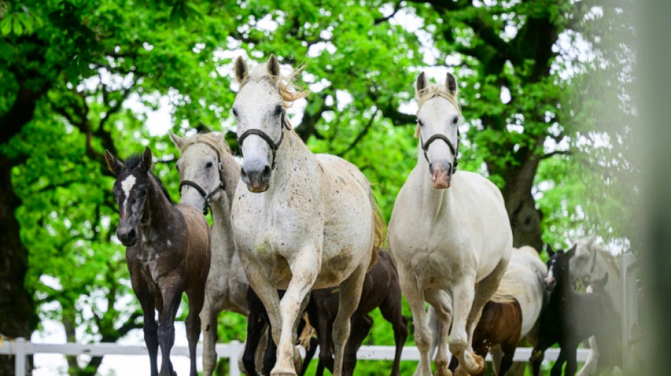 Slovenia celebrates UNESCO recognition for renowned Lipizzan horses