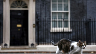 Larry the Downing Street cat gets 'Russian' rival