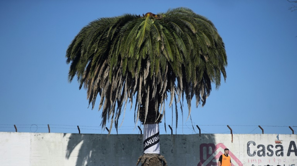 Club de fútbol de Uruguay consternado por icónica palmera afectada por plaga