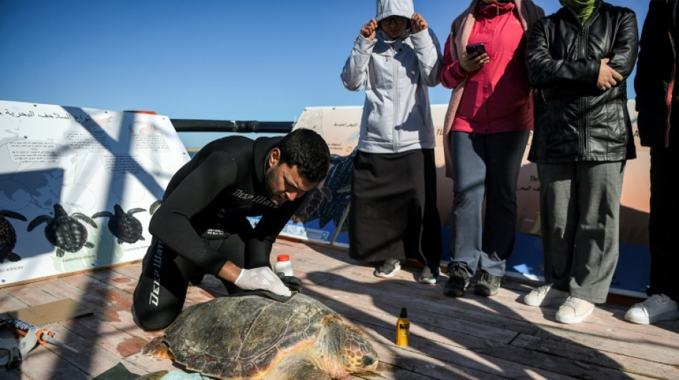 En Tunisie, une barge-hôpital pour remettre en forme des espèces de tortues protégées