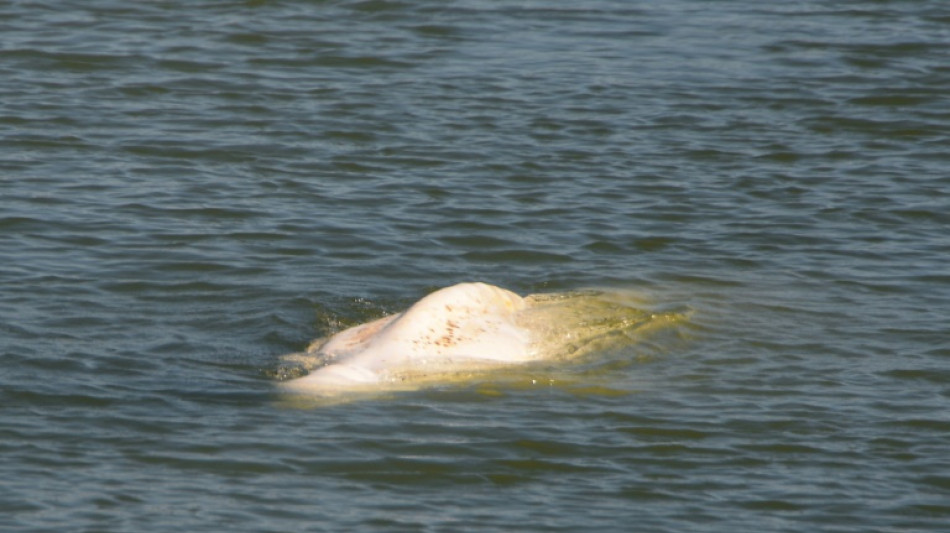 Stranded Beluga whale is now stationary in Seine: NGO