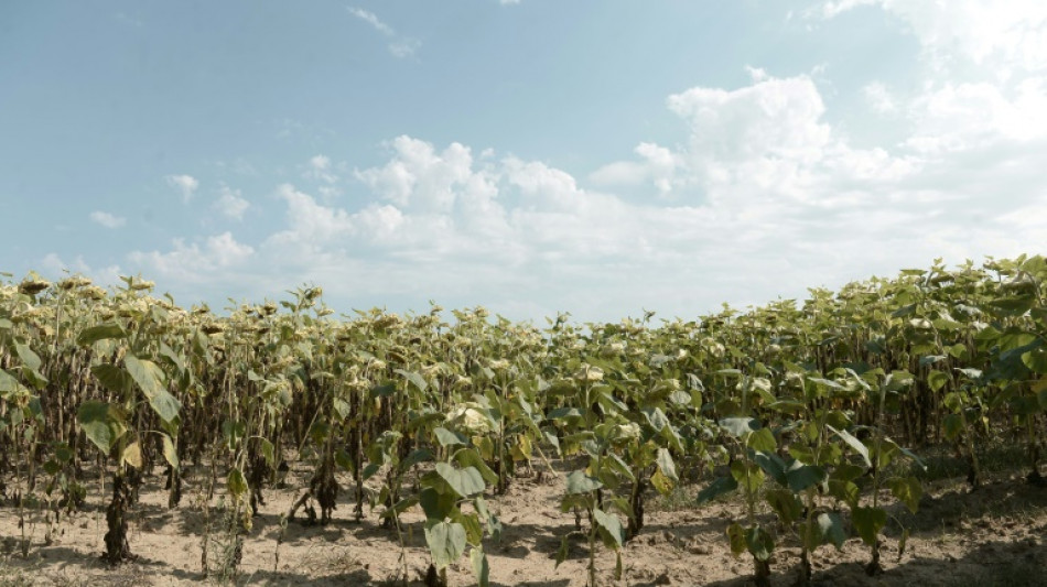 Sécheresse : en Nouvelle-Aquitaine, des tournesols carbonisés et des agriculteurs inquiets