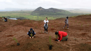 La remota Isla de Pascua plantará 240.000 árboles para luchar contra el cambio climático