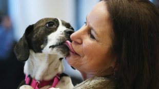 Estudio prueba que los perros lloran al reencontrarse con sus dueños