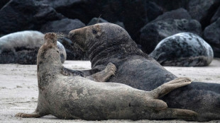 Zahl von Kegelrobben in Wattenmeer und auf Helgoland wächst