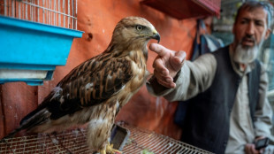 Un veterinario argentino fracasa en su intento de dirigir la Organización Mundial de Sanidad Animal