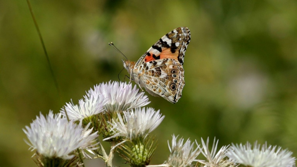 En Albanie, splendeur et misère des papillons