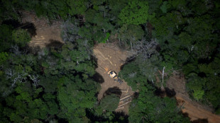 Brazil's Amazon posts lowest deforestation in nine years: govt