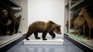 Des ours tués dans les montagnes des Pyrénées entrent au muséum