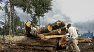 Relief and despair: repeal of logging ban divides Kenya