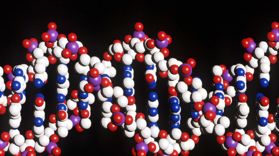 Trovate 17 mutazioni genetiche legate a malattie cardiovascolari