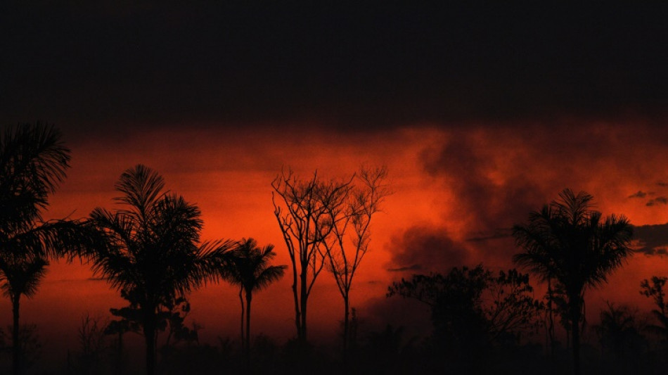 Deforestation in Brazilian Amazon hits January record