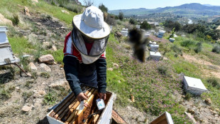 En Tunisie, des "ruches intelligentes" pour sauver les abeilles