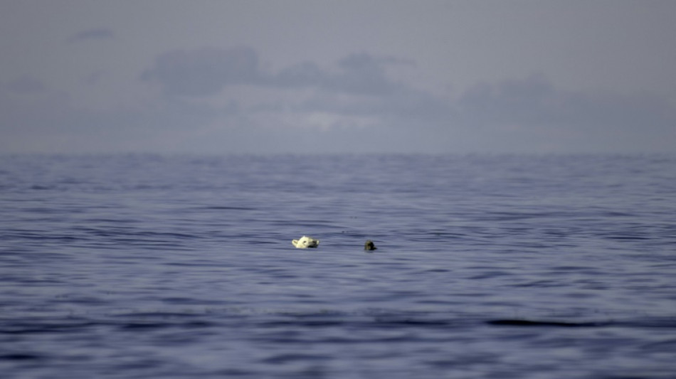 Un estudio advierte de la desaparición de los osos polares en la Bahía de Hudson a causa del calor