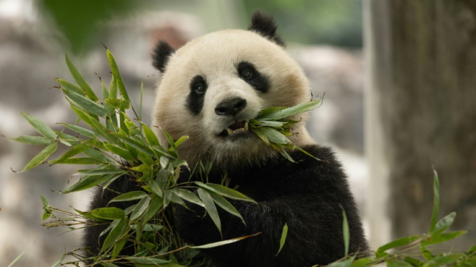 'Pandas are coming': Two new bears depart China for US capital