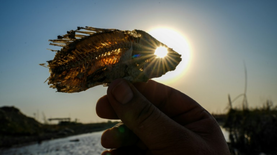 Iraq's marshes are dying, and a civilisation with them