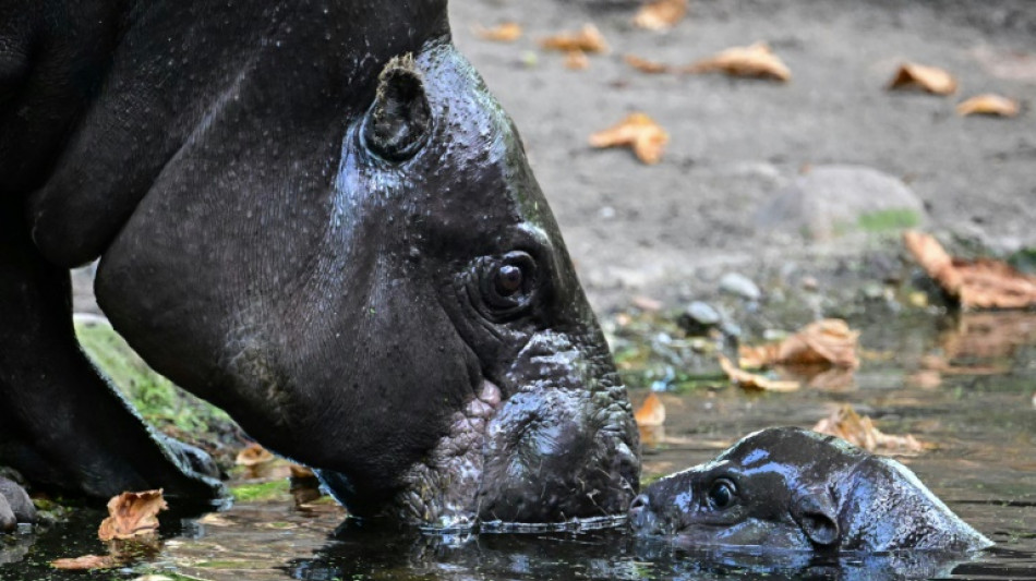 Auf Tauchstation: Mini-Hippo in Berliner Zoo erstmals auf Außenanlage unterwegs