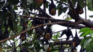 Pipistrelli vampiro sul tapis roulant, usano sangue come benzina