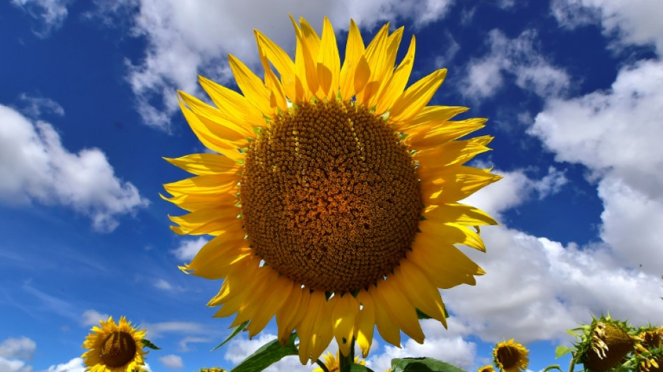 En Vendée, la revanche du tournesol, fruit de la guerre et du marché