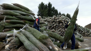 Après le vin et le gruyère, bientôt des sapins de Noël d'origine protégée ?