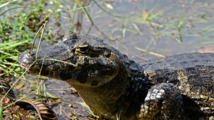 Un reptile sur cinq est menacé d'extinction, selon une étude