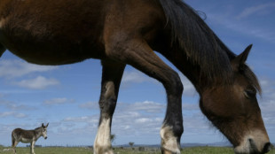 ONG sale al rescate de caballos en Uruguay, donde la faena va en acelerado aumento 