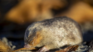 Bashful golden mole detected in South Africa after 87 years