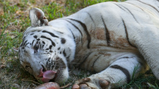 'Bloodsicles', baths keep Philippine zoo animals cool as heatwave hits