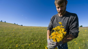 La cueillette de l'arnica limitée à 600 kilos dans les Vosges à cause de la sécheresse