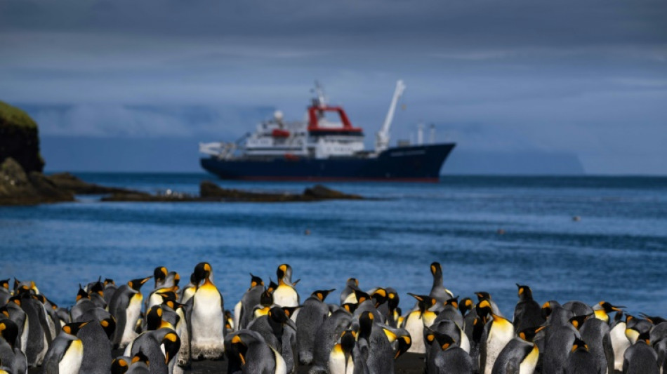 Pingüinos reales enfrentan amenaza del cambio climático en el confín del Índico