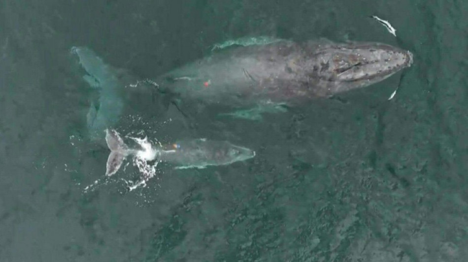 Extraordinario video muestra una ballena amamantando a su cría en Colombia