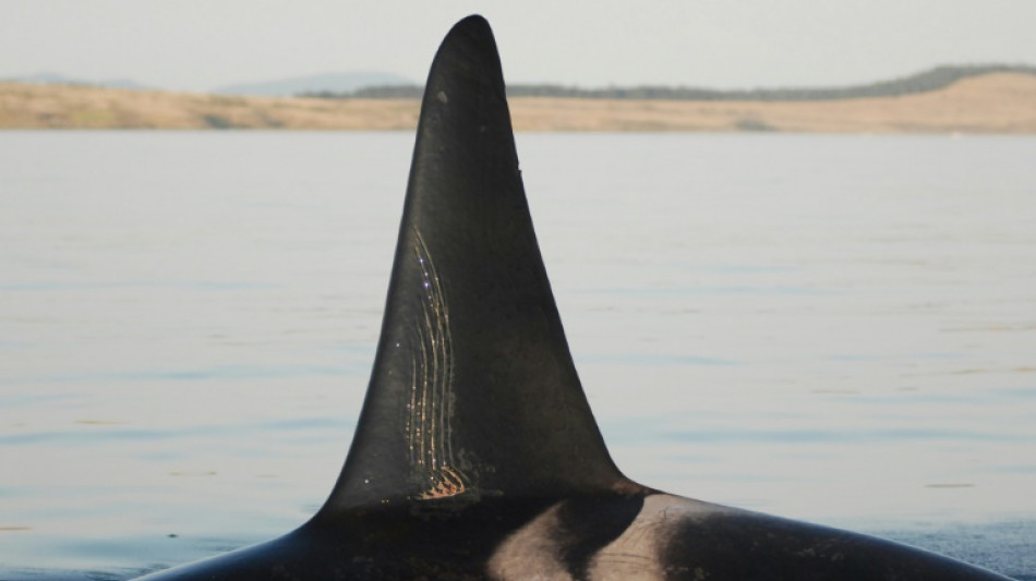 Tras la menopausia, las orcas protegen a sus hijos de las peleas