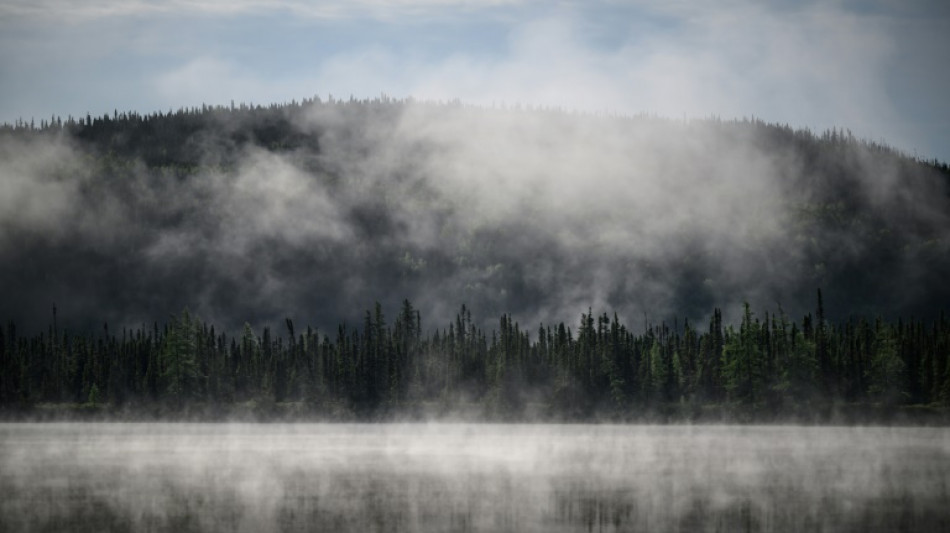 Vital para el planeta, el bosque boreal también está en peligro