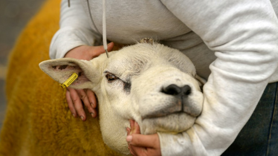 Unbekannte stehlen halbe Schafherde von Koppel in Schleswig-Holstein