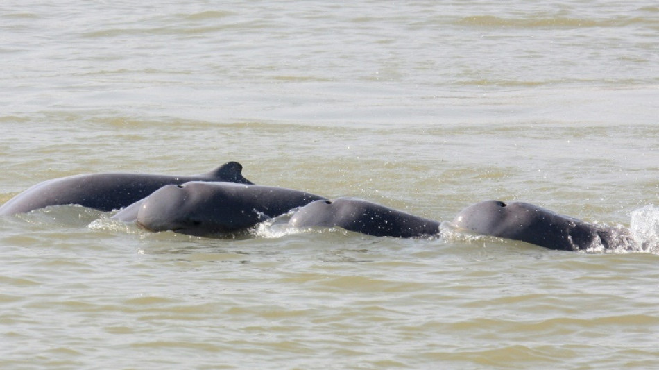 Camboya quiere crear zonas de protección para los delfines en el río Mekong