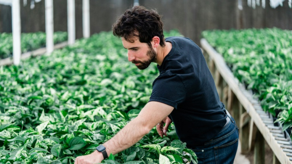 Une plante qui en vaut trente pour purifier l'air des molécules toxiques