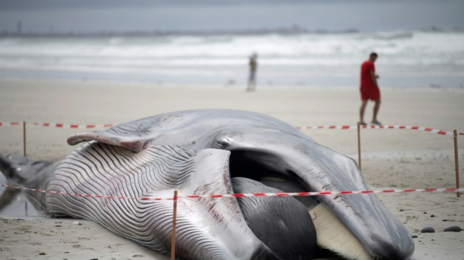 Finistère: un deuxième rorqual échoué