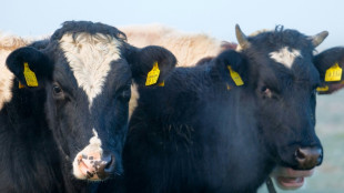 Zwei weitere Urteile in Allgäuer Tierschutzskandal: Gericht verhängt Geldstrafen