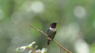 Escuchar el bosque para aprender el comportamiento de la fauna