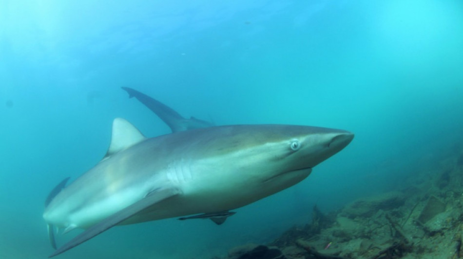 Tiburones y rayas en peligro en zonas protegidas en el Mediterráneo, según estudio