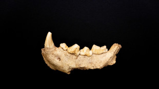 L'agricoltura nella Valle dell'Indo iniziò solo 7000 anni fa