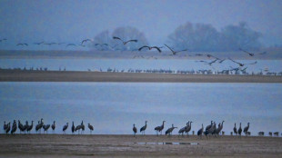 Global warming makes French reservoir a winter resort for migrating cranes