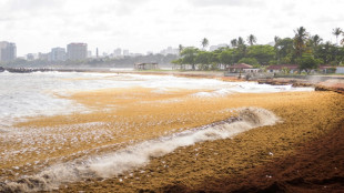 Sargazo, problema sin solución a la vista para la turística República Dominicana