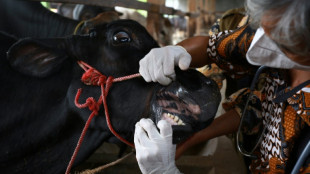 Indonesian farmers pay price of foot and mouth outbreak before Eid sacrifice