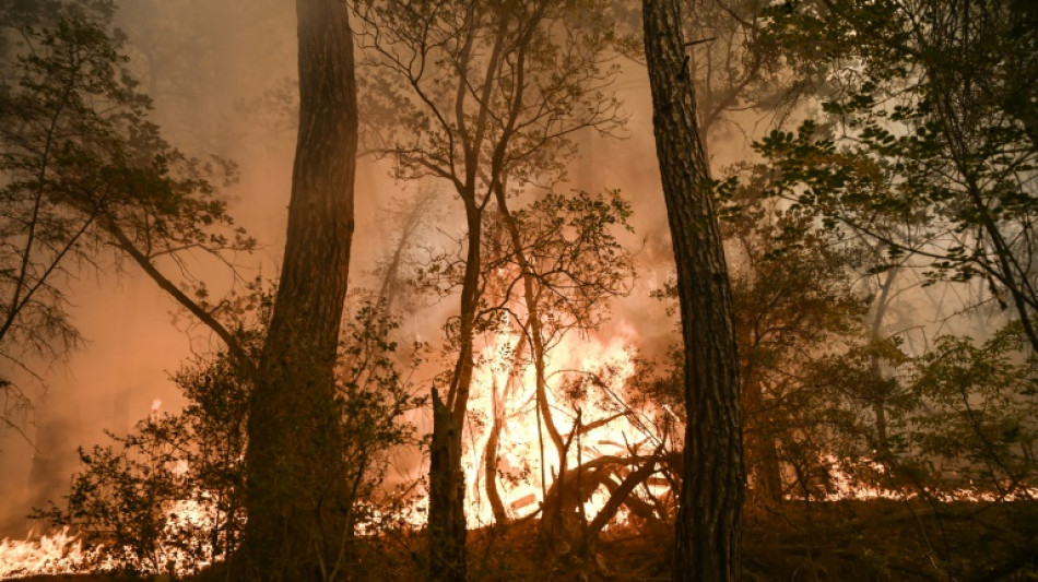 Forest fires: a record year